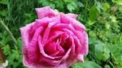 Stella di Bologna rose photo