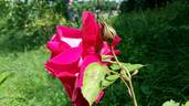 Ricordo di Geo Chavez rose photo