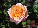 René Goscinny ® rose photo
