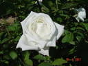Cosmos rose photo