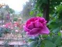 Edda rose photo