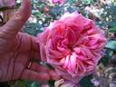 Grace Darling rose photo