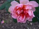 English Elegance rose photo