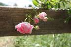 Madame Jenny rose photo