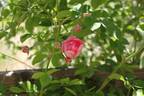 Madame Jenny rose photo