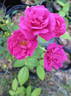 Verdun rose photo