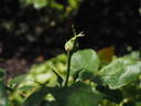 Noisette Moschata rose photo