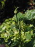 Noisette Moschata rose photo