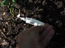 Noisette Moschata rose photo