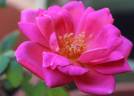 Madame Nicolas Aussel rose photo