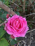Immortal Juno rose photo