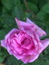 Rose d'Amour rose photo