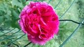 Edda rose photo