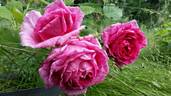 Edda rose photo