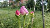 Edda rose photo