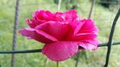 Edda rose photo