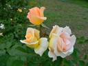 Borut's Power rose photo