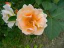 Borut's Power rose photo