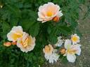 Borut's Power rose photo