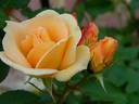 Borut's Power rose photo