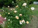 Borut's Power rose photo