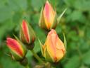 Borut's Power rose photo