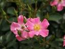 Pink Haze rose photo