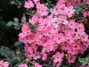 Pink Haze rose photo