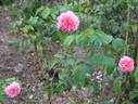 Hilda Murrell ® rose photo