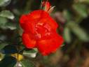 Farandole rose photo