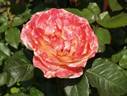 Foundation rose photo