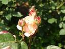 Foundation rose photo