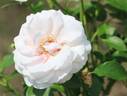 Jillian McGredy rose photo