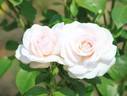 Jillian McGredy rose photo
