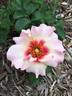Eyeconic rose photo
