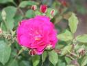 Max Singer rose photo