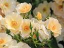 Odense City rose photo