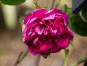 Marcel Bourgouin rose photo