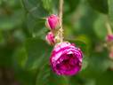Marcel Bourgouin rose photo