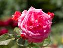 Amerlock rose photo