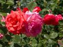 Amerlock rose photo
