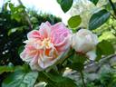 Proteus Anguinus Rose rose photo