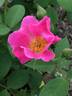 Nearly Wild rose photo