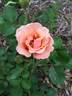 Eyeconic rose photo