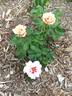 Eyeconic rose photo