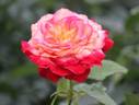 Miramare rose photo