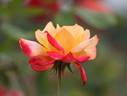 Miramare rose photo