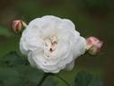 Cinderella, Cl. rose photo