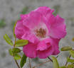 Roserie rose photo