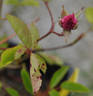 Roserie rose photo